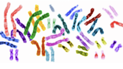 New tool predicts three-dimensional organization of human chromosomes